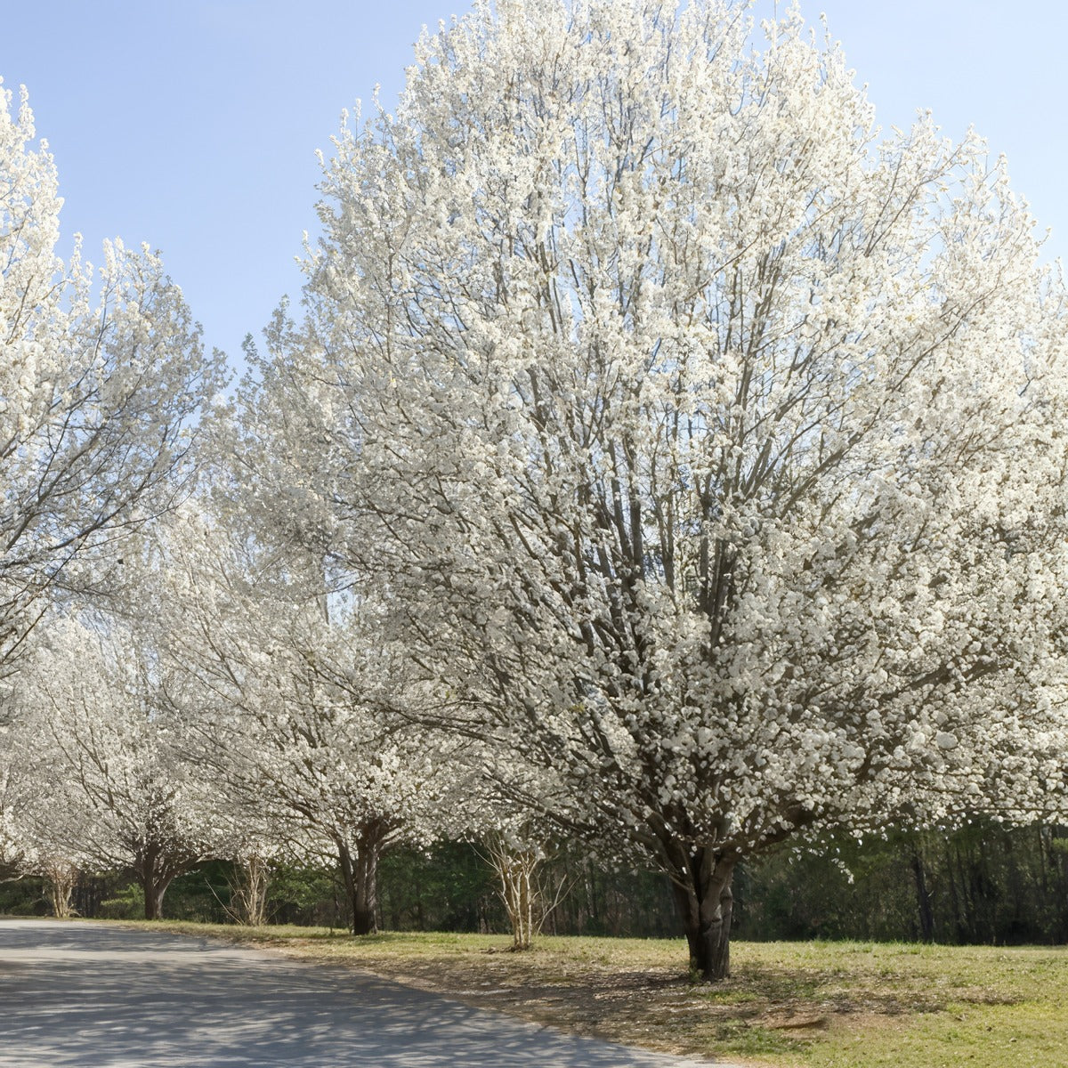 Flowering Pear 25 Tseflopea - Garden Express Australia