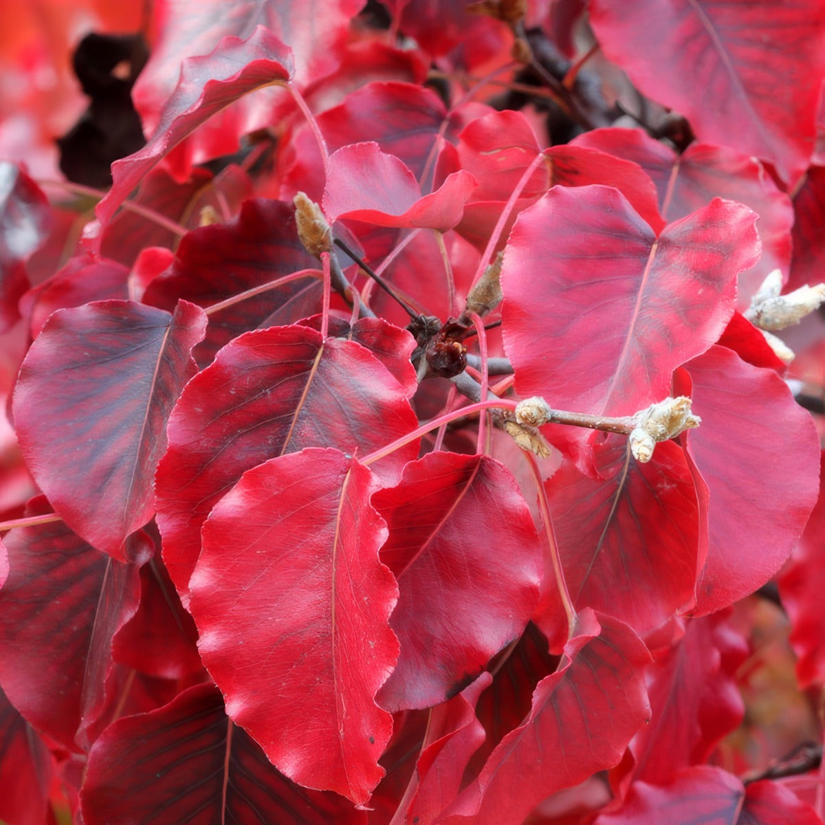 Flowering Pear Foliage - Garden Express Australia