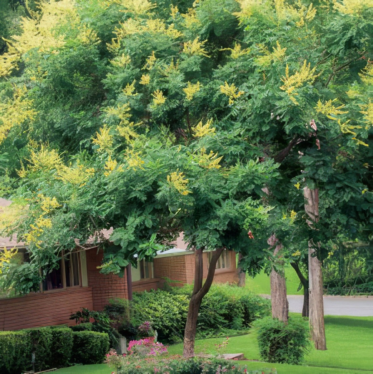 Golden Rain Tree Tsegolrtr - Garden Express Australia