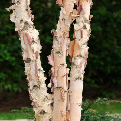 Tropical Birch Trunk Tsetrobir - Garden Express Australia