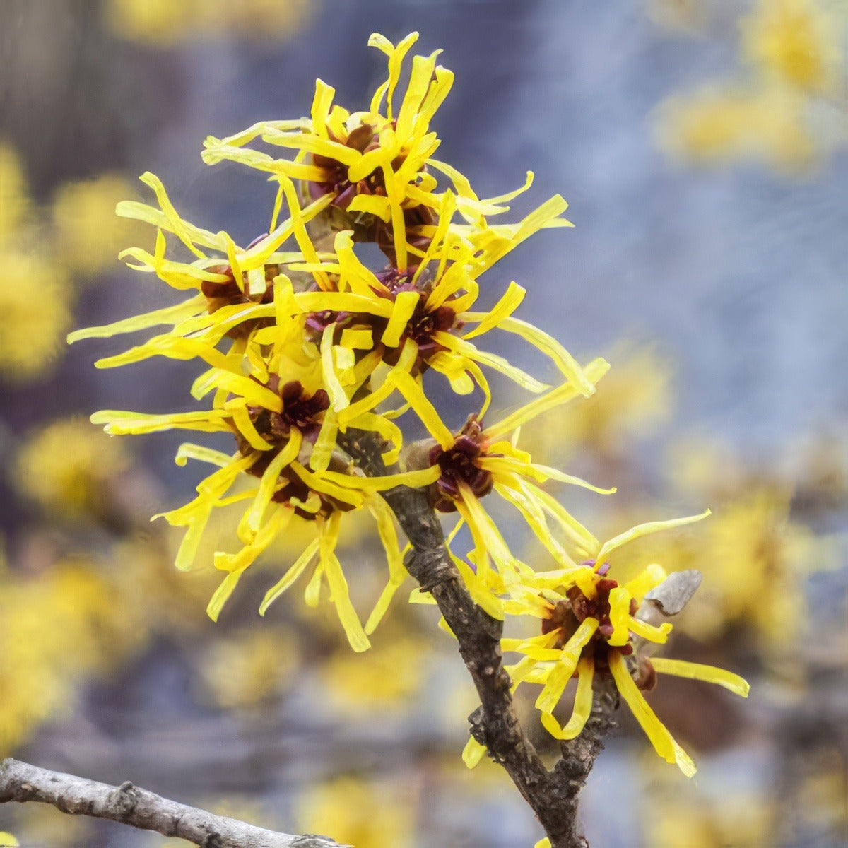 Witch Hazel Tsewithaz - Garden Express Australia