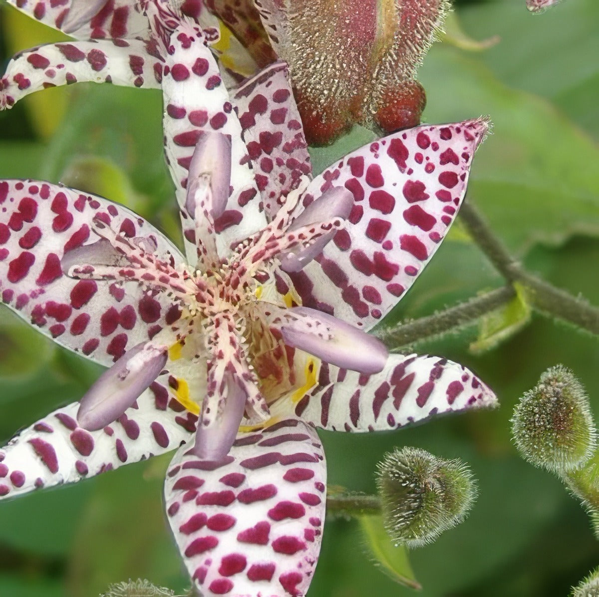 Toad Lily P75toalil - Garden Express Australia