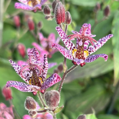 Toad Lily Pktoalil5 - Garden Express Australia