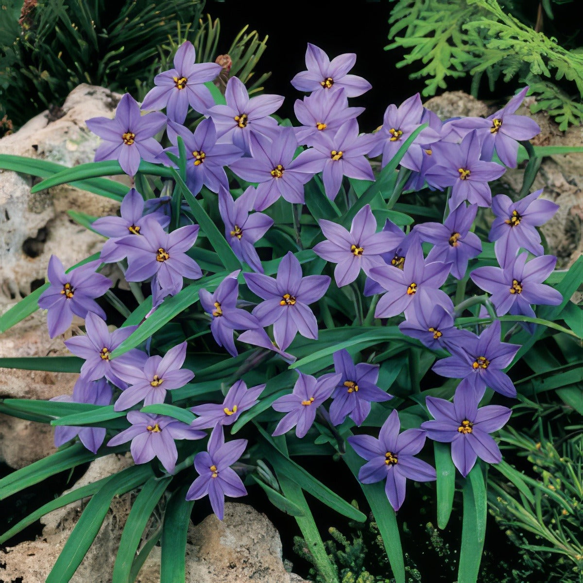 Spring Star Dark Blue Pksstdbl 2018 - Garden Express Australia