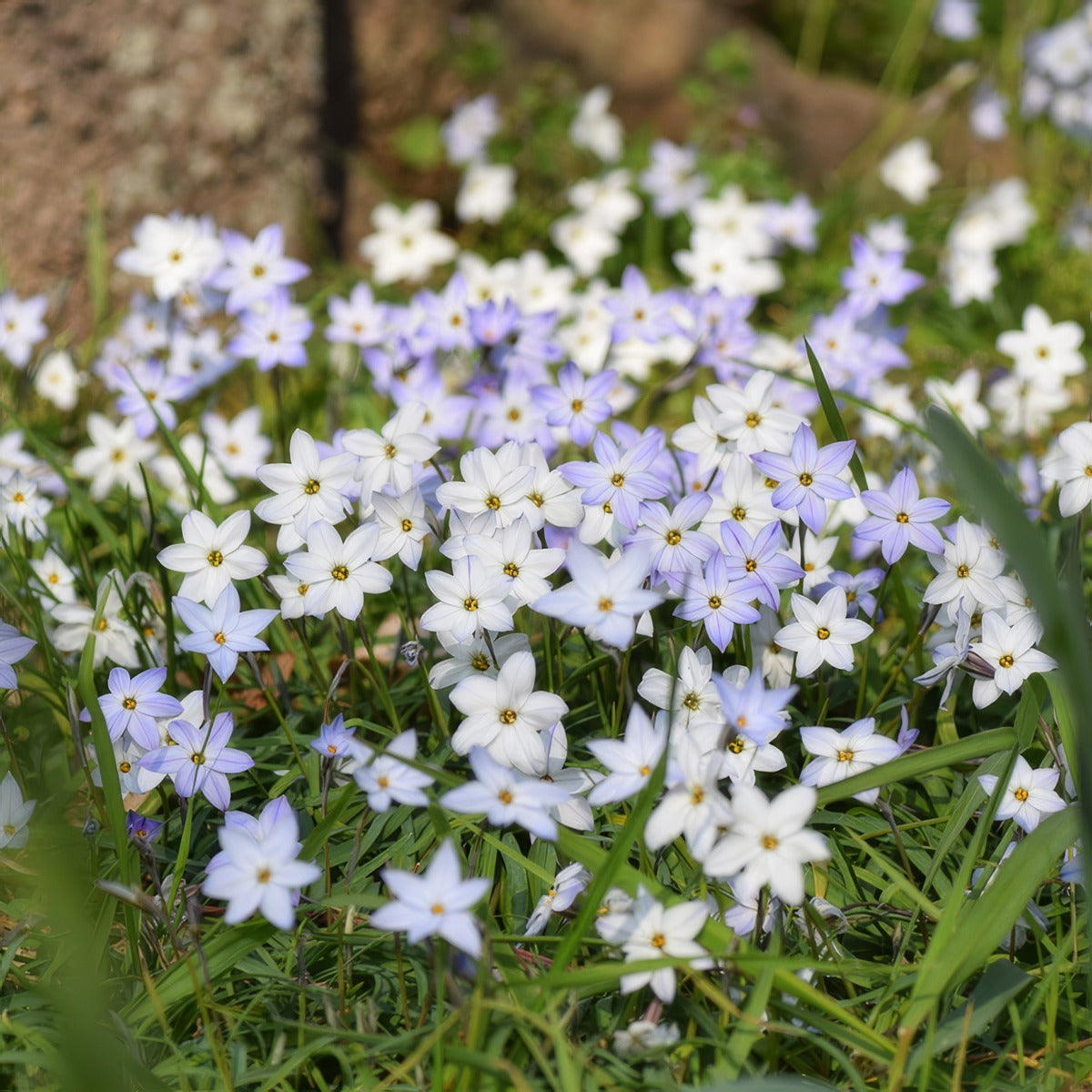 Spring Star Mixed Pksstmxd 2025 - Garden Express Australia