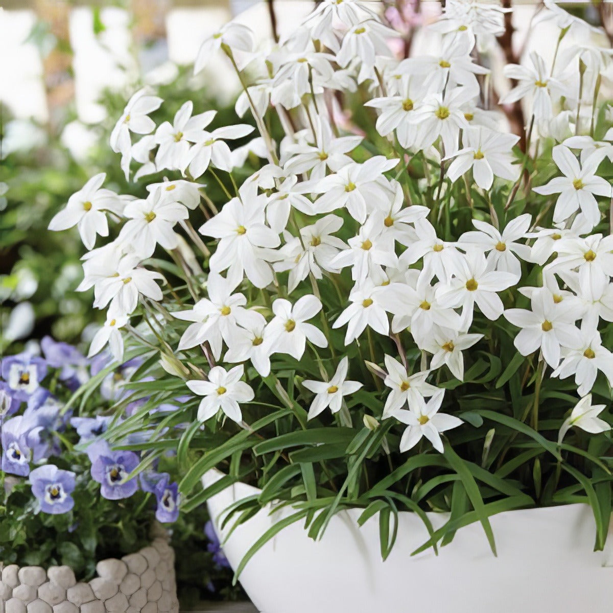 Spring Star White 17 - Garden Express Australia