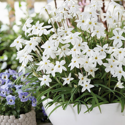 Spring Star White 17 - Garden Express Australia