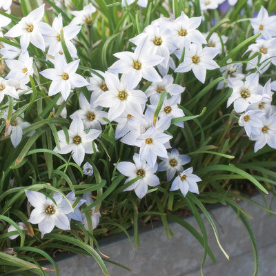 Spring Star White Pksstwhi 2018 - Garden Express Australia