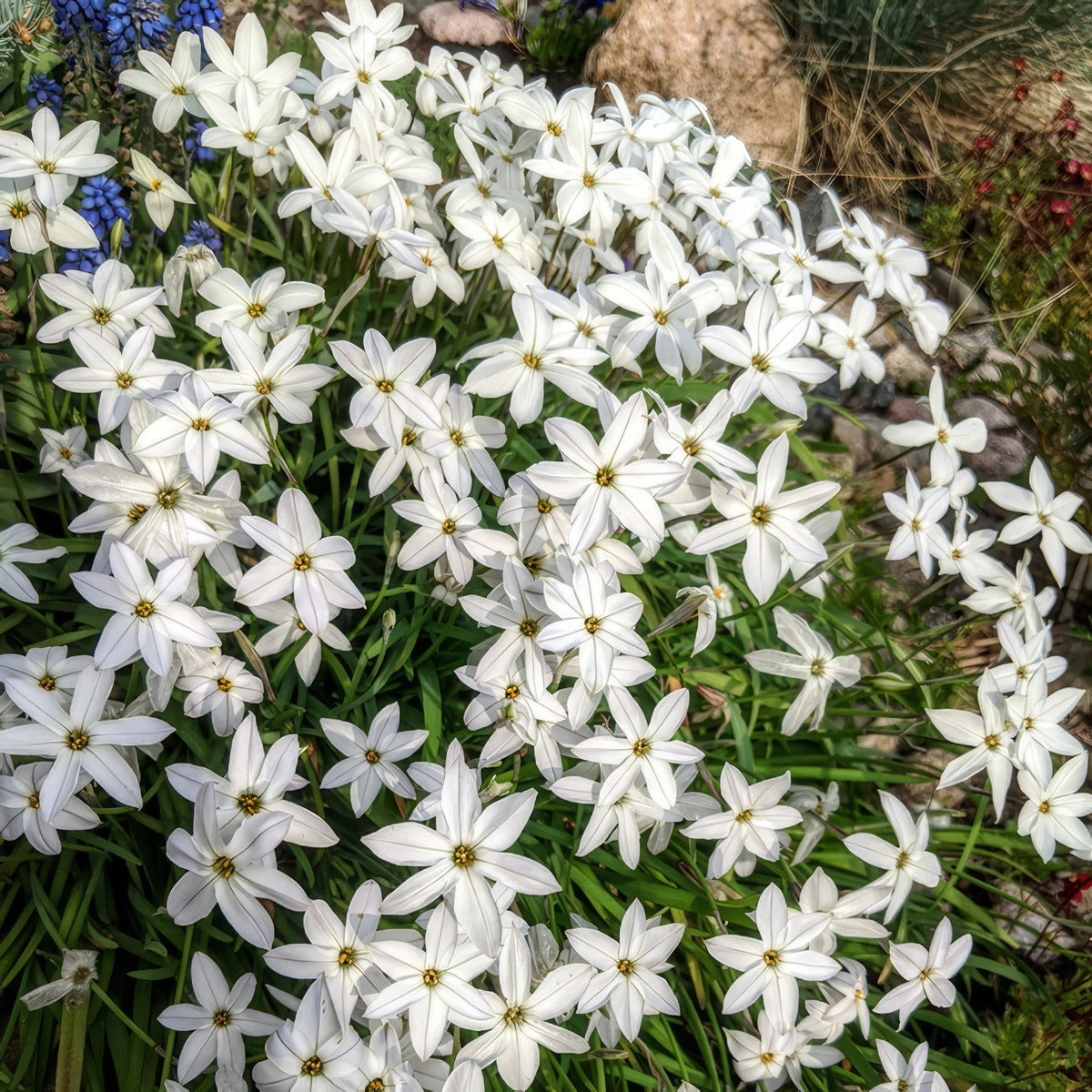 Spring Star White Pksstwhi 2025 - Garden Express Australia