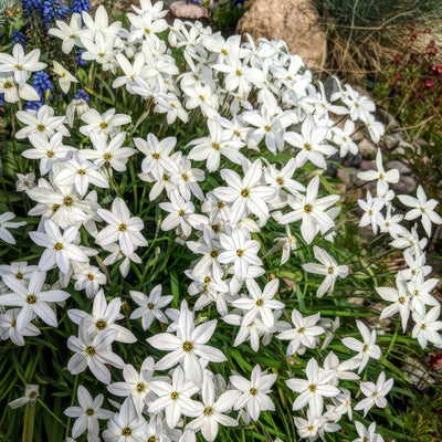 Spring Star White Pksstwhi 2025 - Garden Express Australia