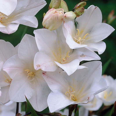 Tritonia Cream 2 Pktricre 2026 - Garden Express Australia