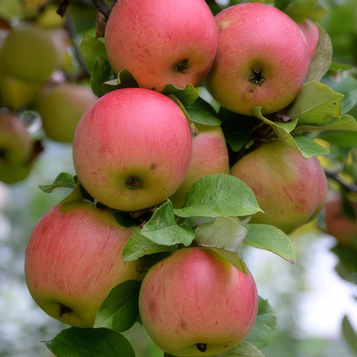 September Apple Tree Trixzie Pink Lady Mini Fruit Tree – Garden Express Australia