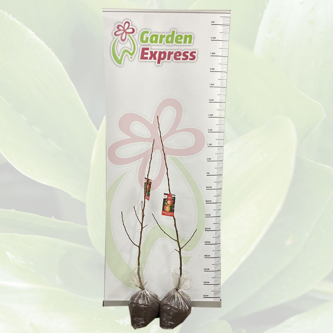 Trixzie Pink Lady Tretripla Size - Garden Express Australia