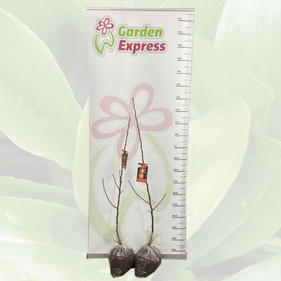 Trixzie Pink Lady Tretripla Size - Garden Express Australia