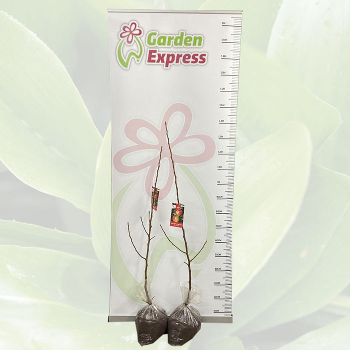 Trixzie Pink Lady Mini Fruit Tree – Garden Express Australia