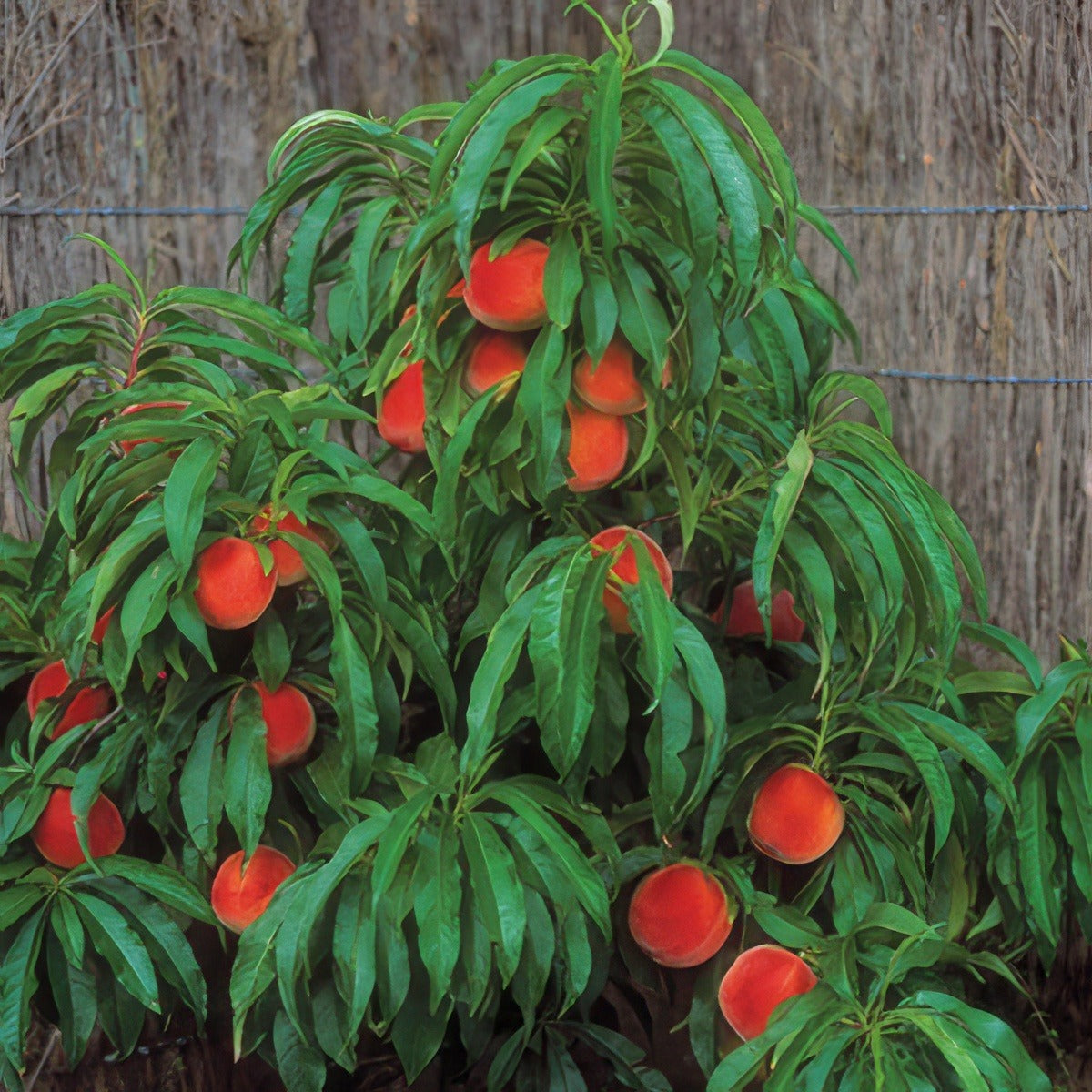 Trixzie Pixzee Peach Tretrippe - Garden Express Australia