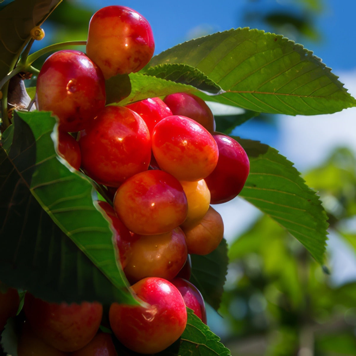 Trixzie White Cherrie Tretriwch 1 - Garden Express Australia