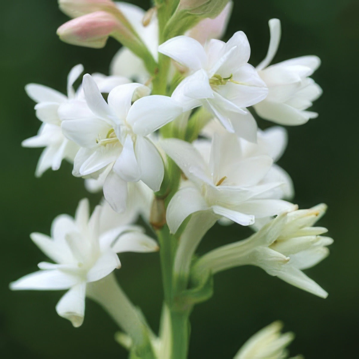 Tuberose Pktubero - Garden Express Australia