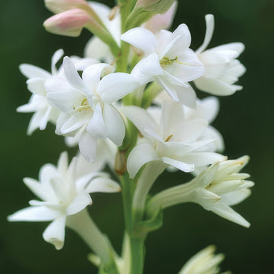 Tuberose Pktubero - Garden Express Australia