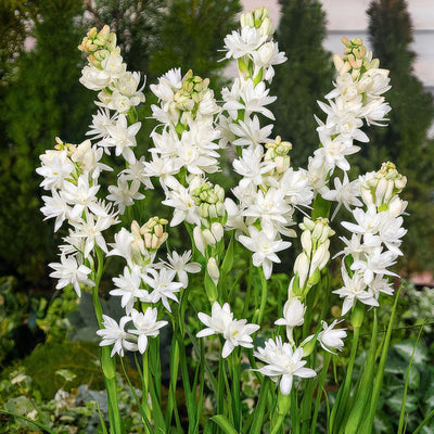 Tuberose 600px - Garden Express Australia