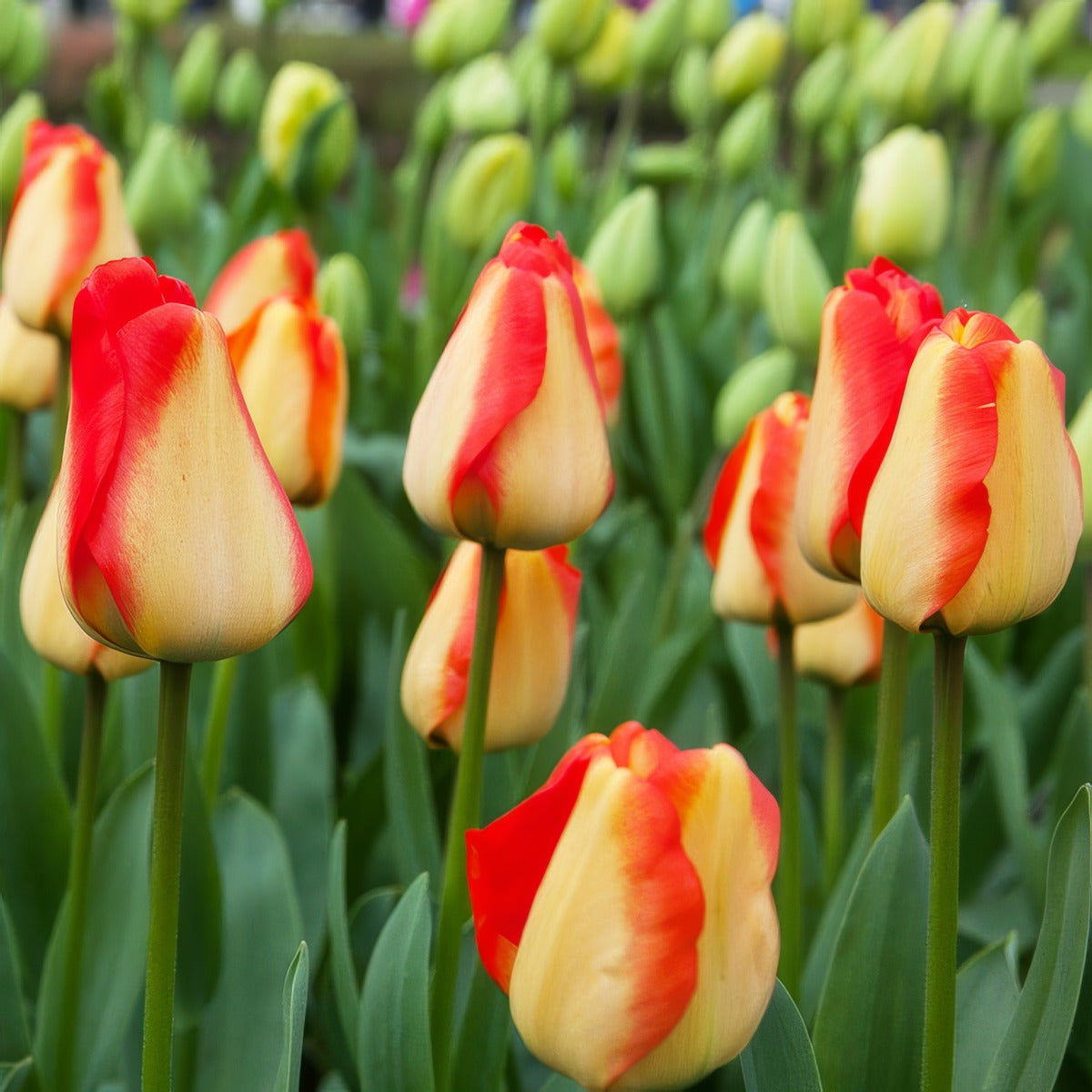 Tulip American Dream Pktuladr 2026 - Garden Express Australia