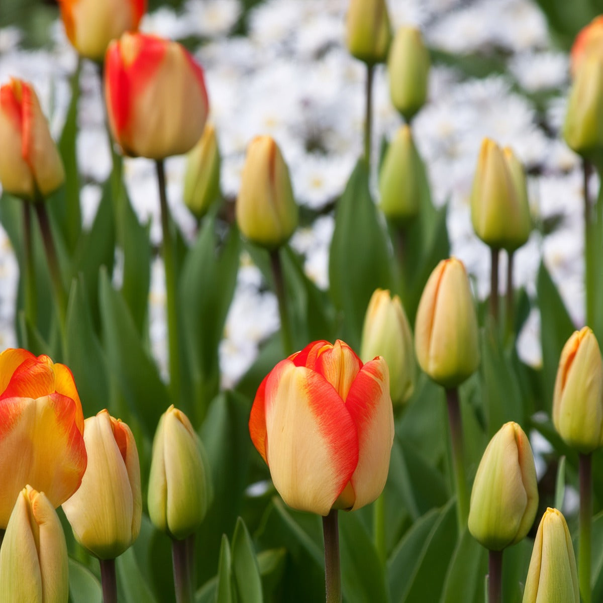 Tulip American Dream 3 Pktuladr 2026 - Garden Express Australia