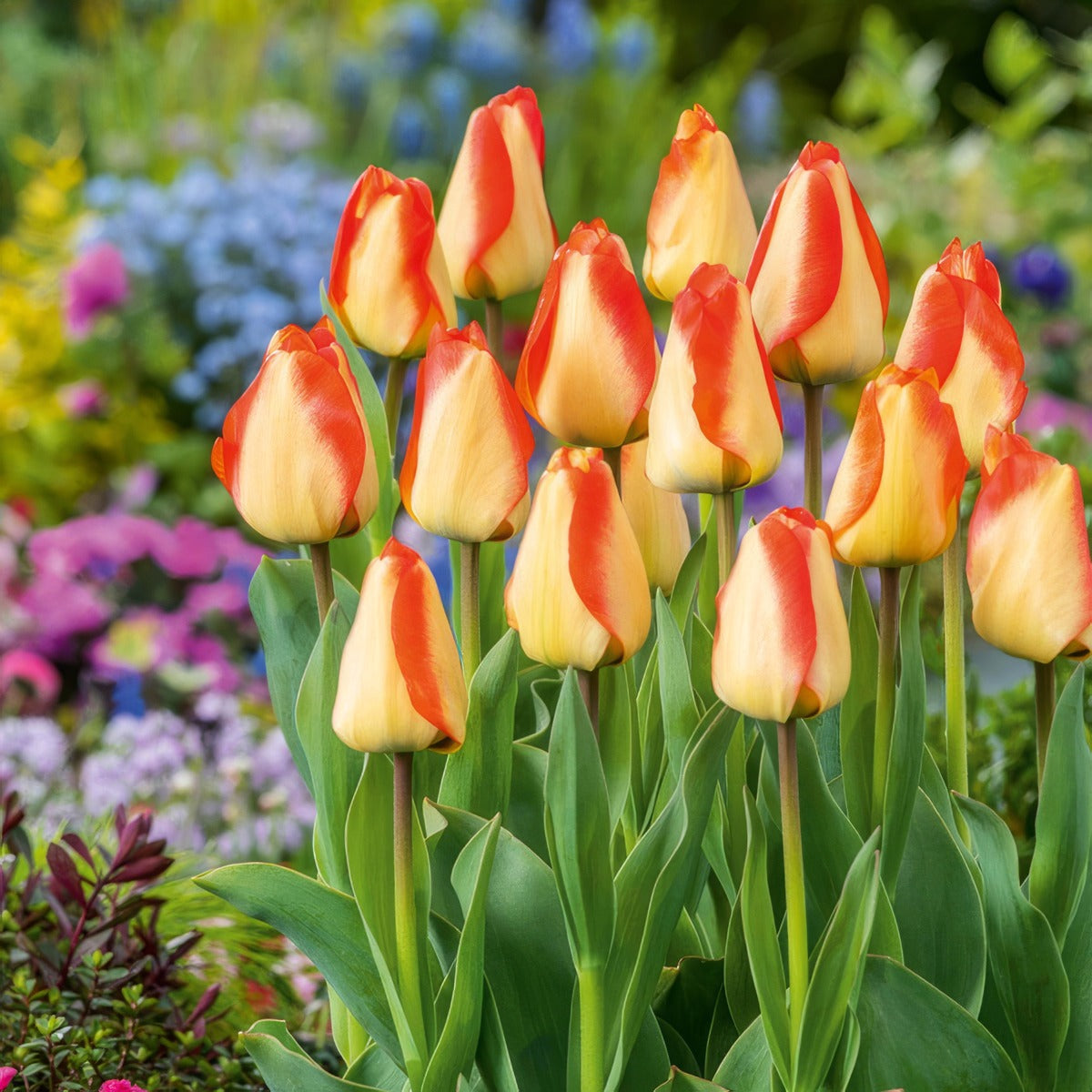 Tulip American Dream 5 Pktuladr 2026 - Garden Express Australia