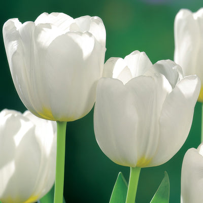 Tulip Antarctica 2 Pktulant 2026 - Garden Express Australia