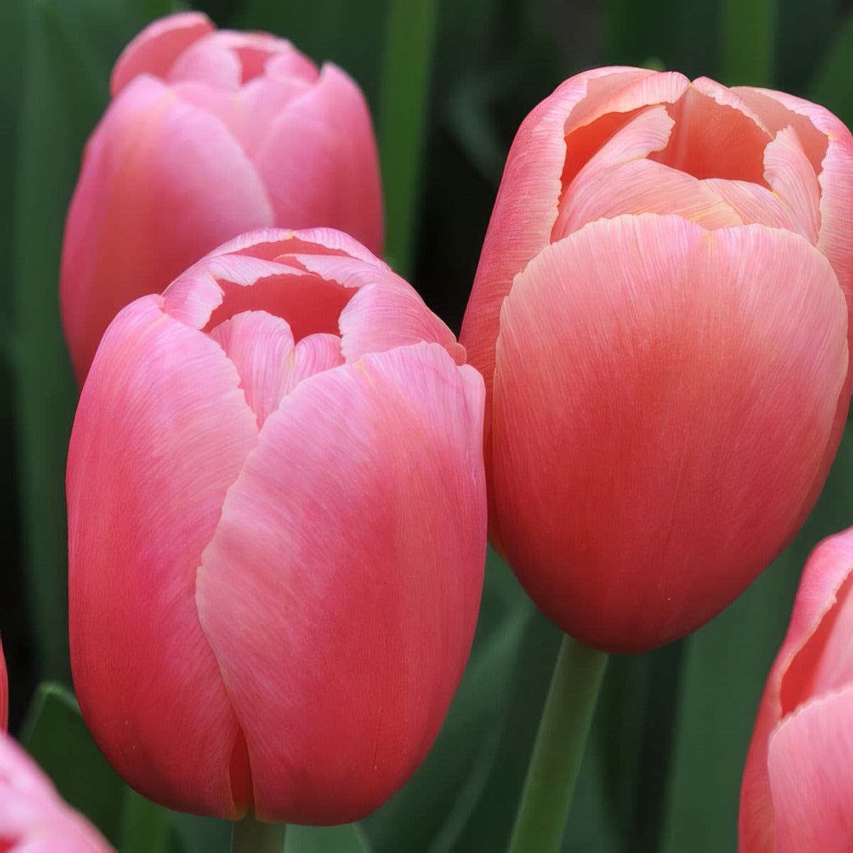 Tulip Ace Pink 2 Pktulapi 2026 - Garden Express Australia