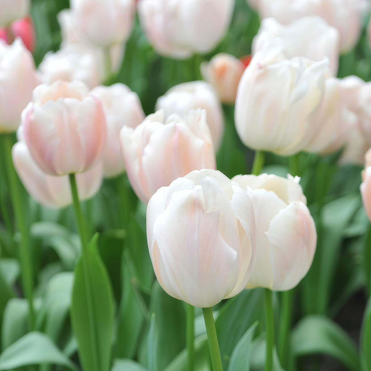 Tulip Apricot Pride 2 Pktulapr 2026 - Garden Express Australia