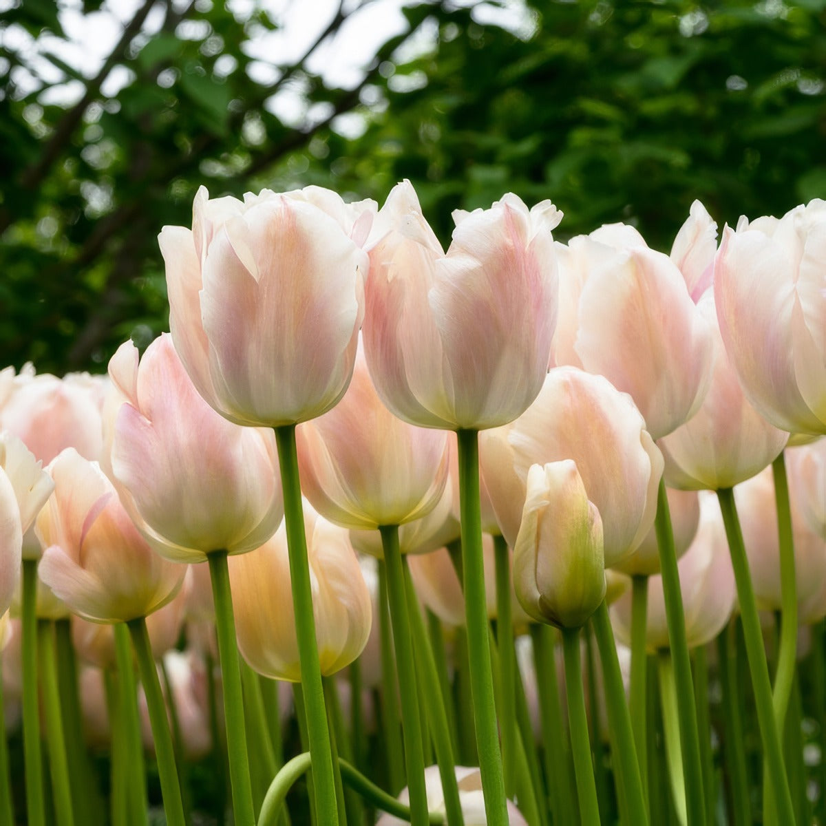 Tulip Apricot Pride Pktulapr 2026 - Garden Express Australia