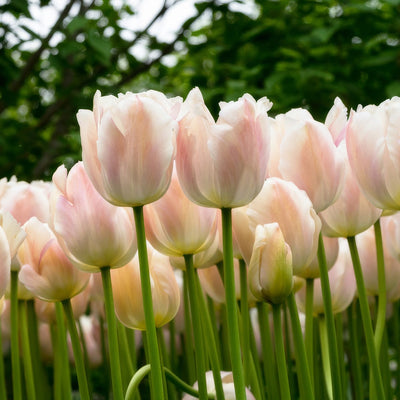 Tulip Apricot Pride Pktulapr 2026 - Garden Express Australia