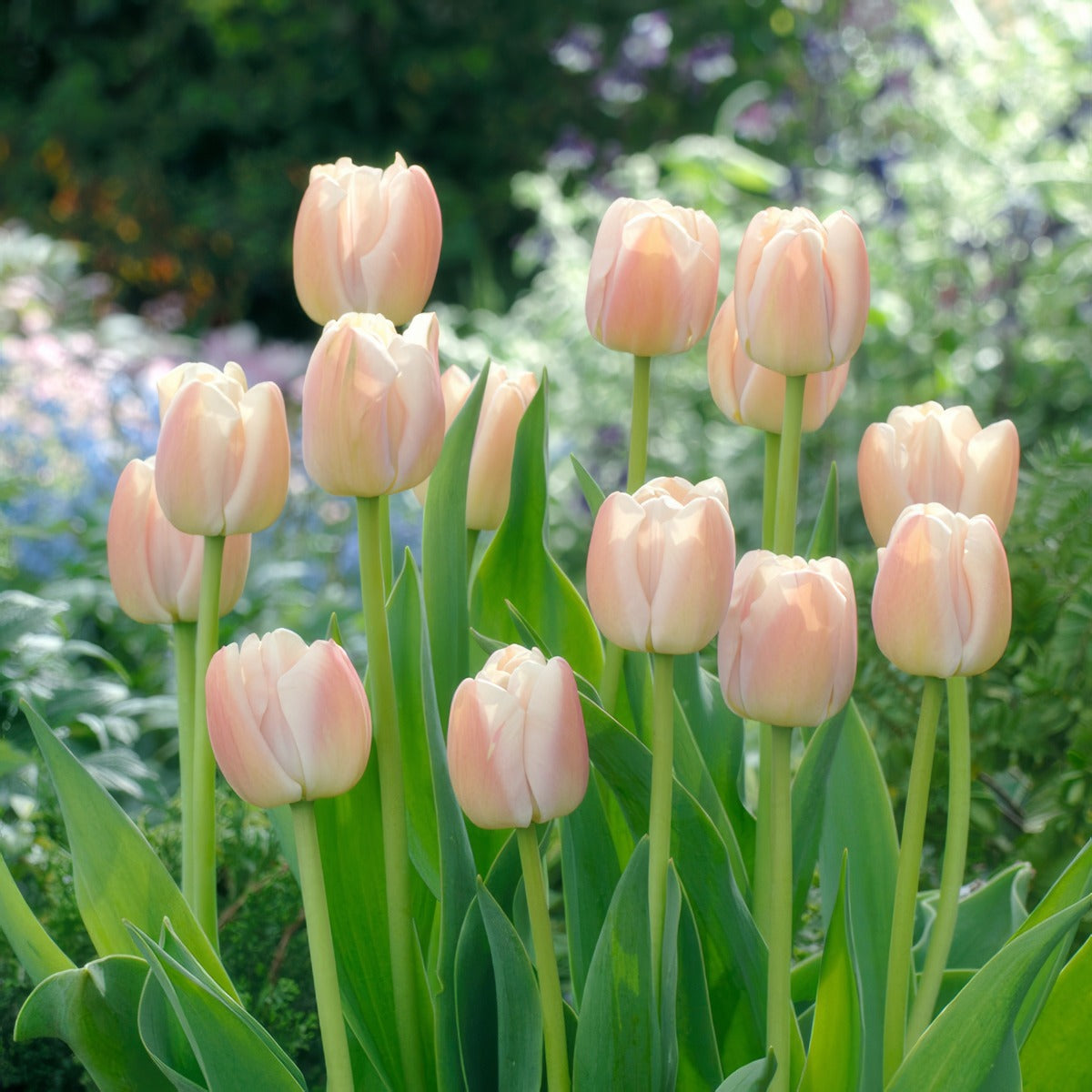 Tulip Apricot Pride 4 Pktulapr 2026 - Garden Express Australia