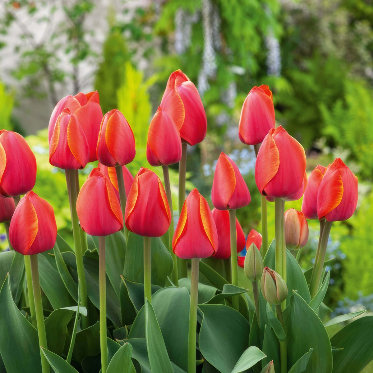 Tulip Ad Rem 2 Pktulare 2026 - Garden Express Australia