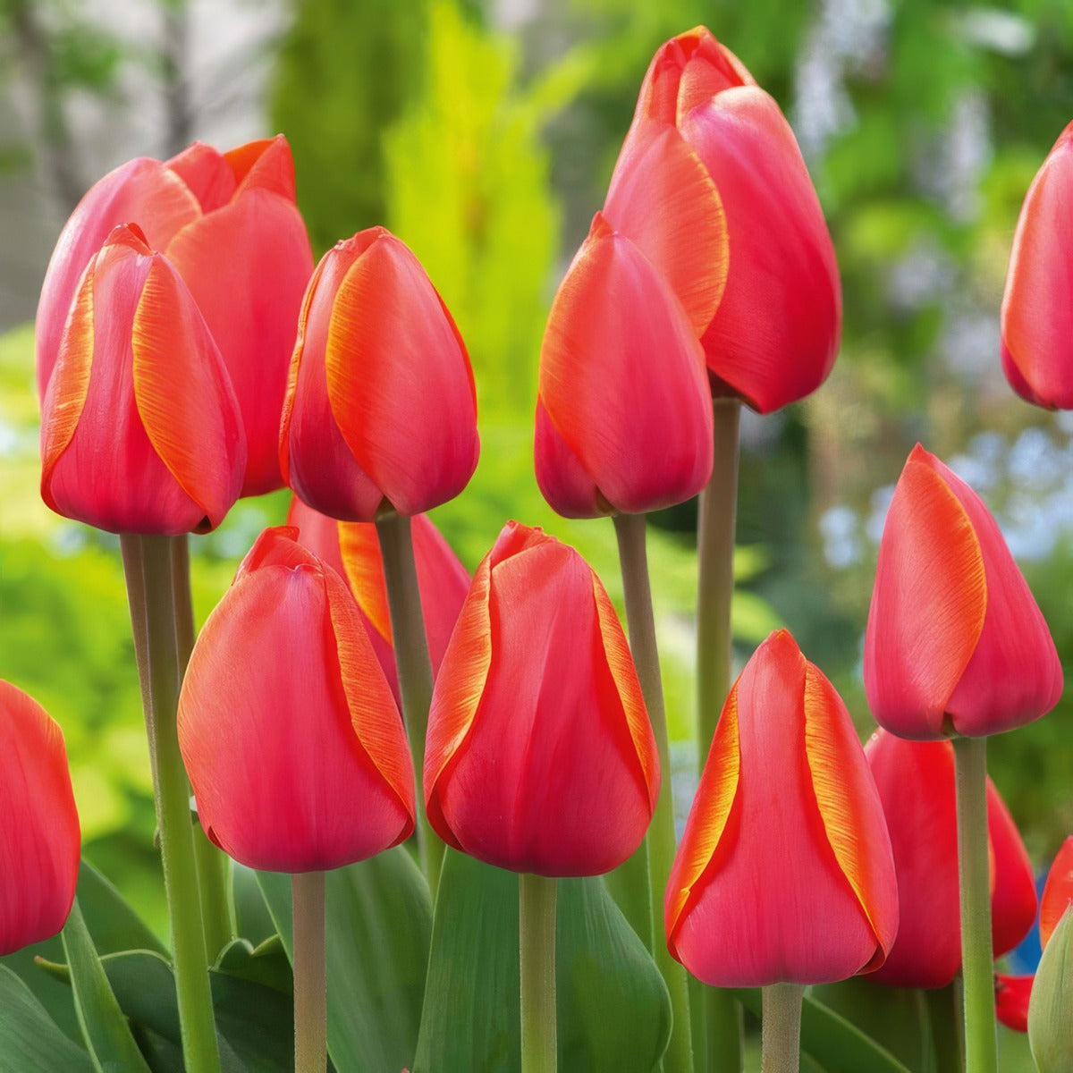 Tulip Ad Rem Pktulare 2026 - Garden Express Australia
