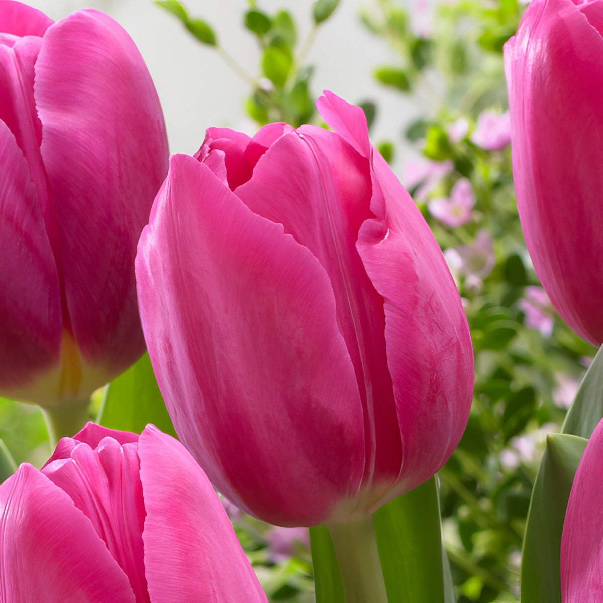 Tulip Barcelona Pktulbar 2026 - Garden Express Australia