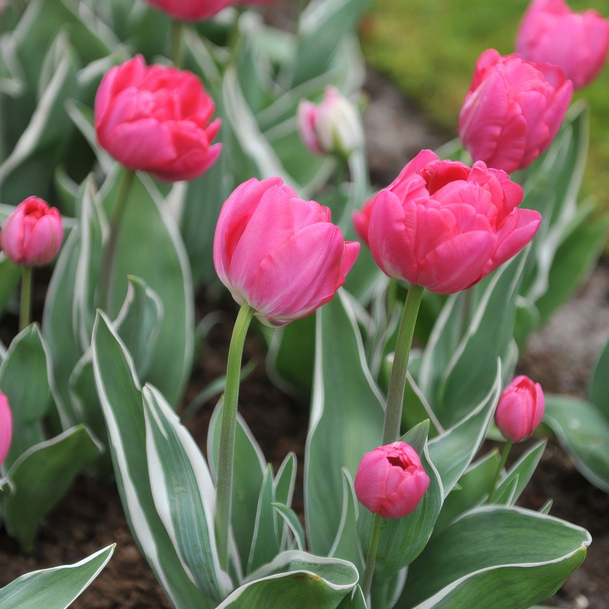 Tulip Beth Hart 2 Pktulbha - Garden Express Australia