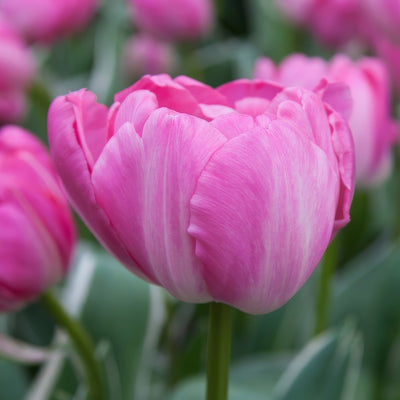 Tulip Beth Hart Pktulbha - Garden Express Australia