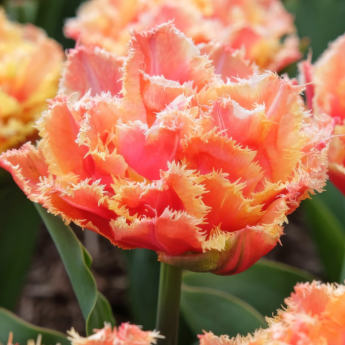 Tulip Brisbane 2 Pktulbri 2026 - Garden Express Australia