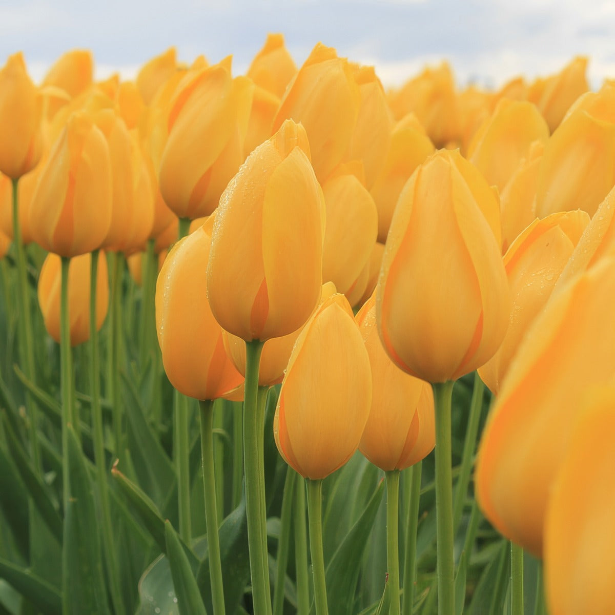 Tulip Big Smile Pktulbsm 2026 - Garden Express Australia