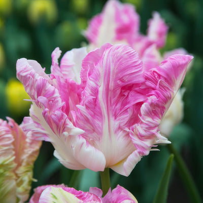 Tulip Cabanna Pktulcab 2026 - Garden Express Australia