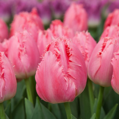 Tulip Cacharel Pktulcac 2026 - Garden Express Australia
