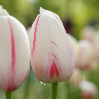 Tulip Camargue 2 Pktulcam 2026 - Garden Express Australia
