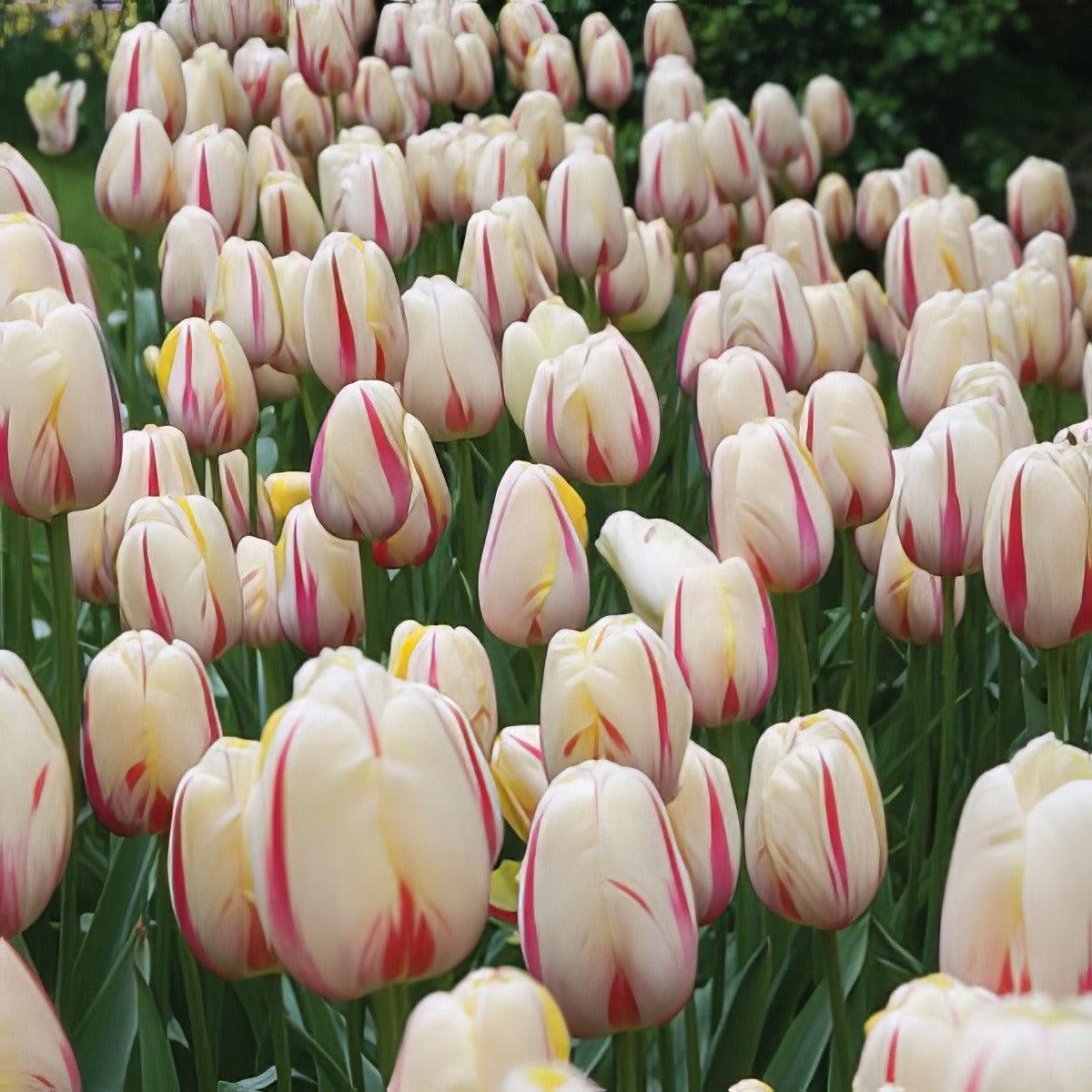 Tulip Camargue Pktulcam 2017 - Garden Express Australia