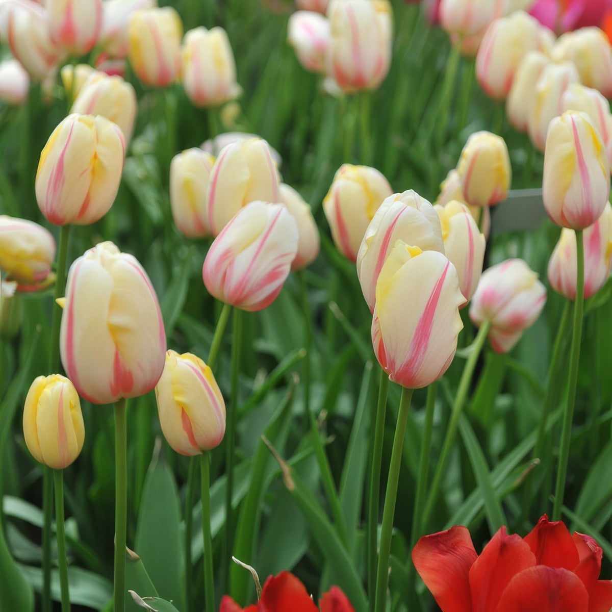 Tulip Camargue Pktulcam 2026 - Garden Express Australia