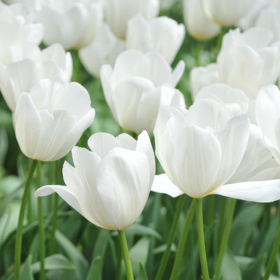 Tulip Clearwater Pktulce 2026 - Garden Express Australia