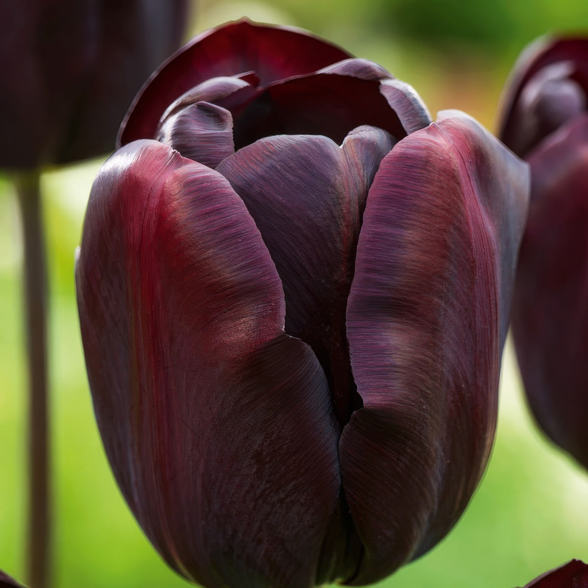 Tulip Continental Pktulcnt 2026 - Garden Express Australia
