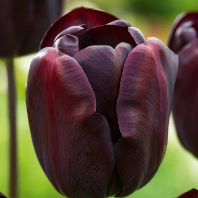 Tulip Continental Pktulcnt 2026 - Garden Express Australia
