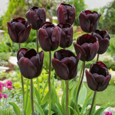 Tulip Continental Pktulcnt - Garden Express Australia