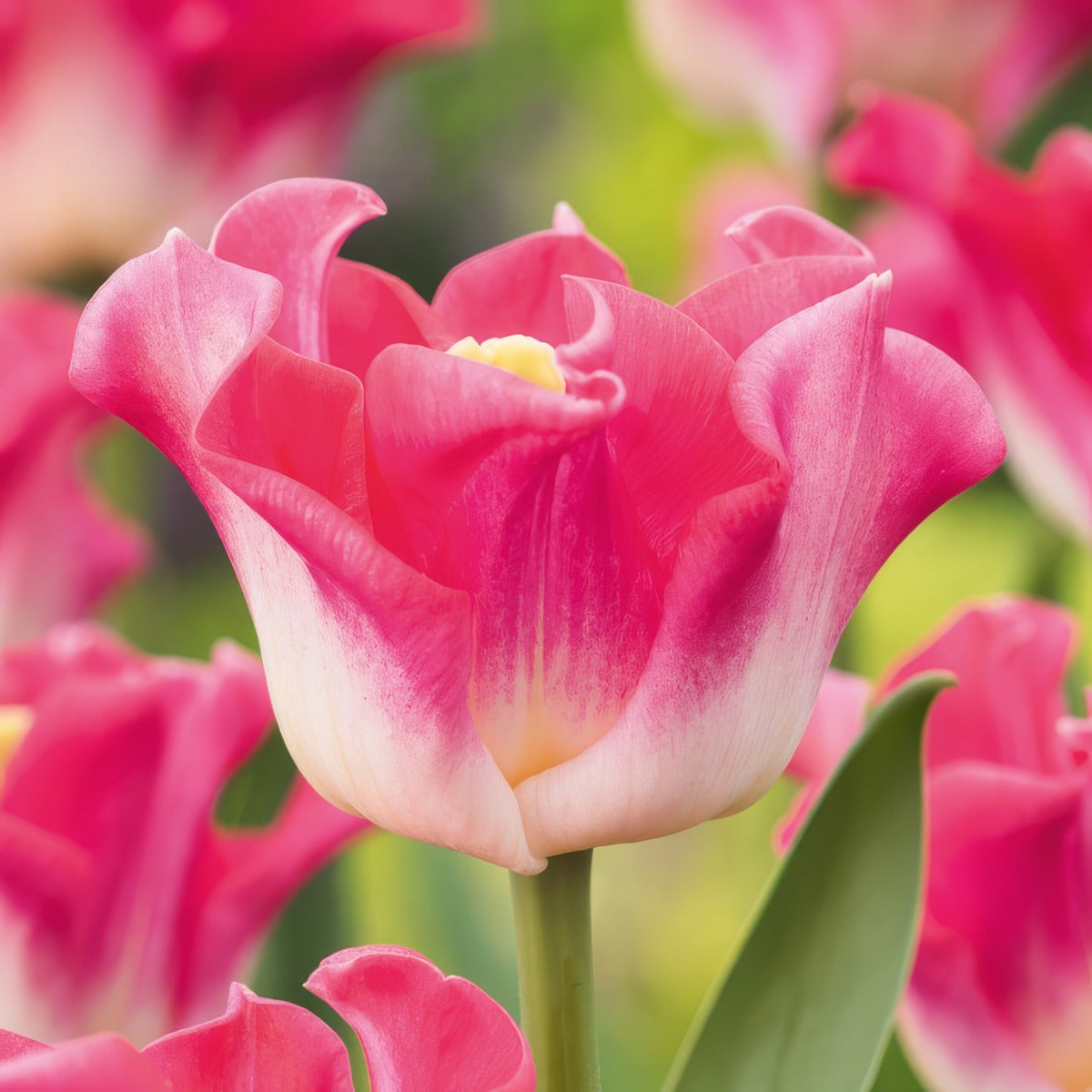 Tulip Crown Of Dynasty Pktulcod 2026 - Garden Express Australia